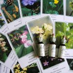 try-bach-flower-remedies-to-manage-problems-of-oldage